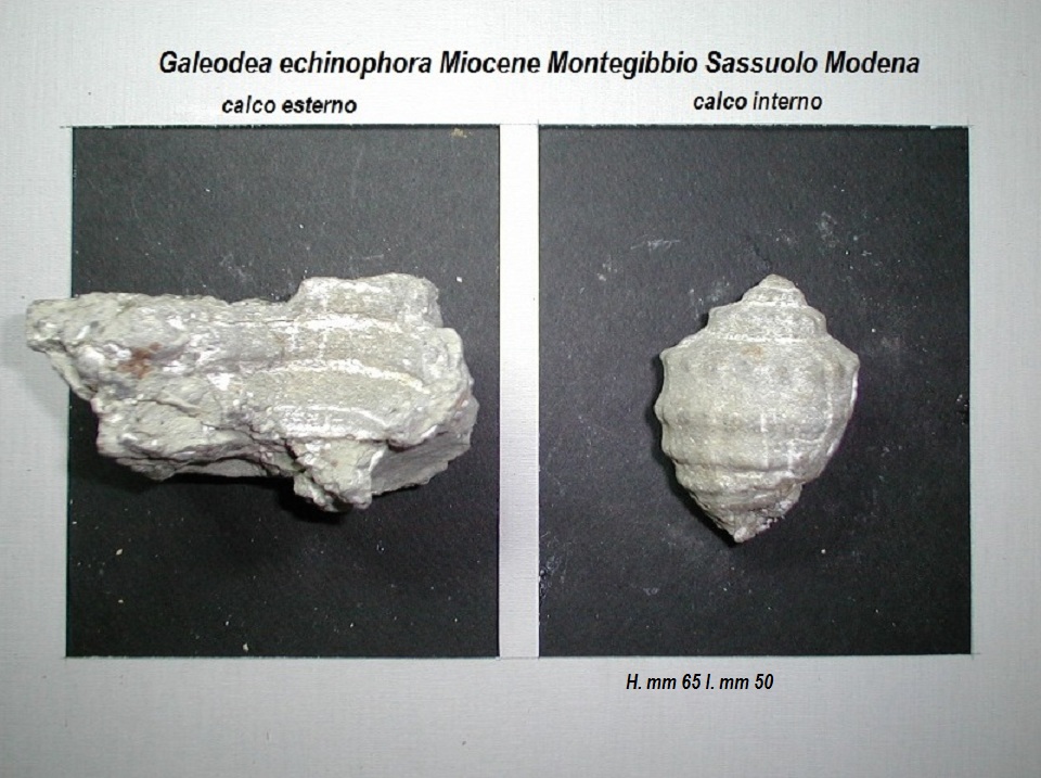 Galeodea echinophora miocene calco?